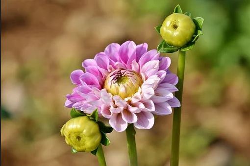 Dahlia : comment le planter et l’entretenir ?