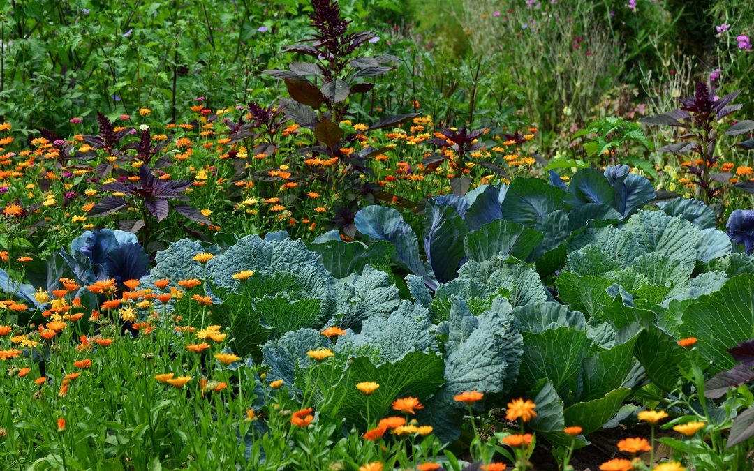 Comment choisir ses légumes ?