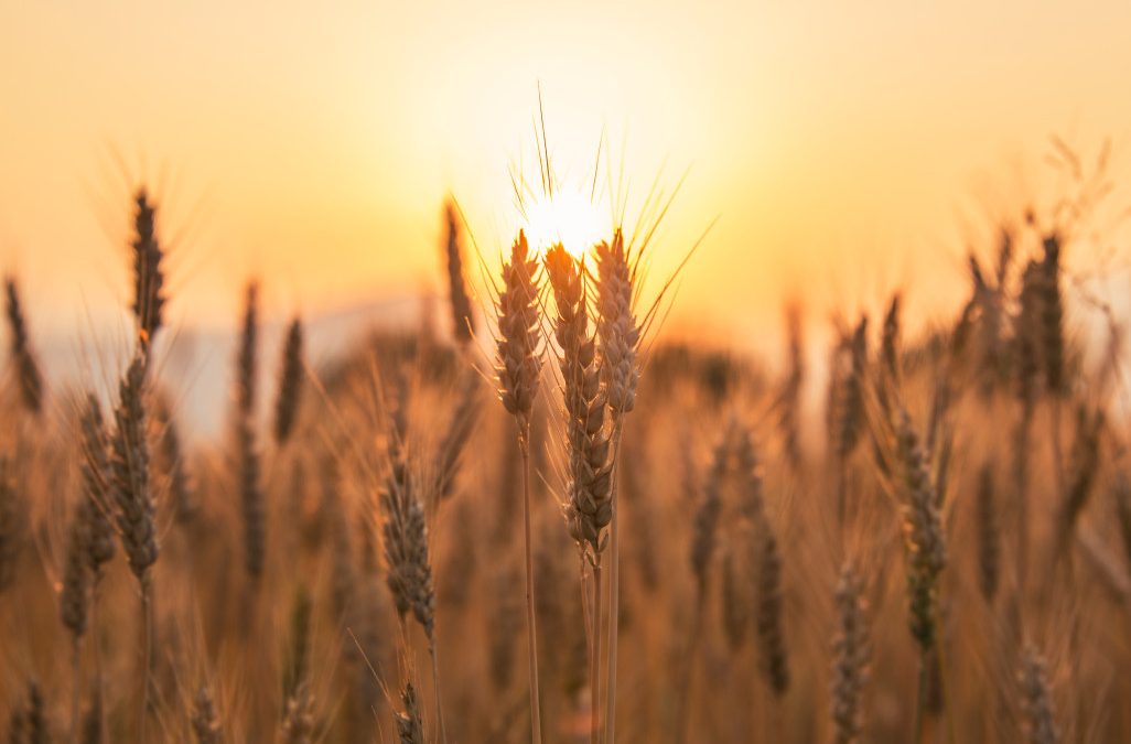 Transition écologique: Nouvelles règlementation agricole pour les semences biologiques